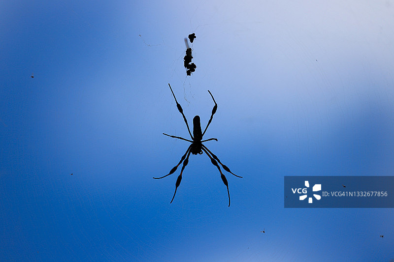 天空背景下的金色丝 Orb 织布工轮廓图片素材