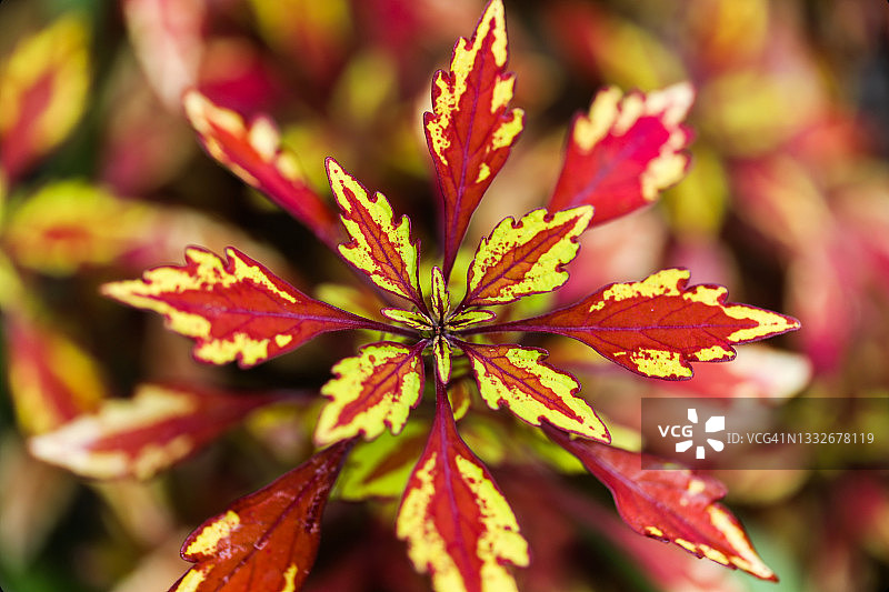 美丽的彩叶草叶子图片素材
