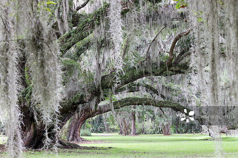 橡树与西班牙苔藓图片素材