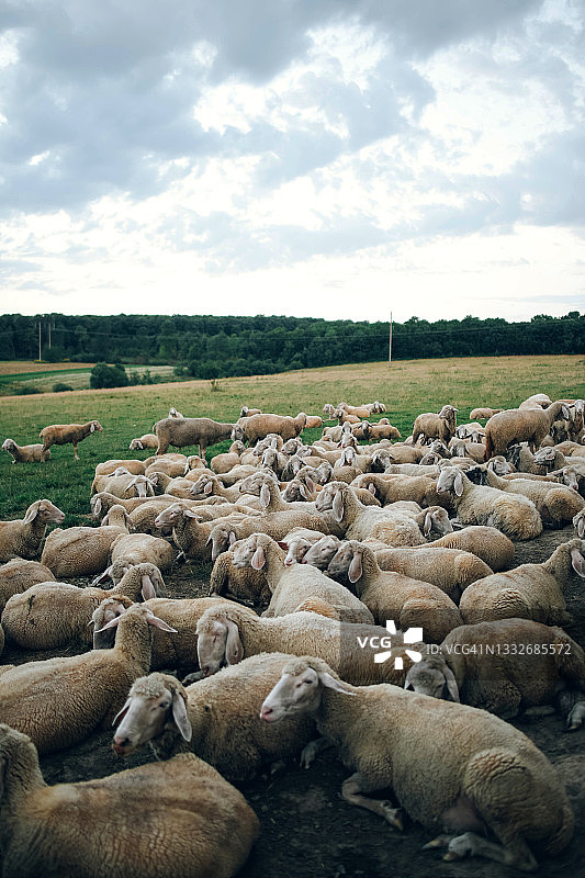 一群绵羊在美丽的宽阔草坪上。图片素材