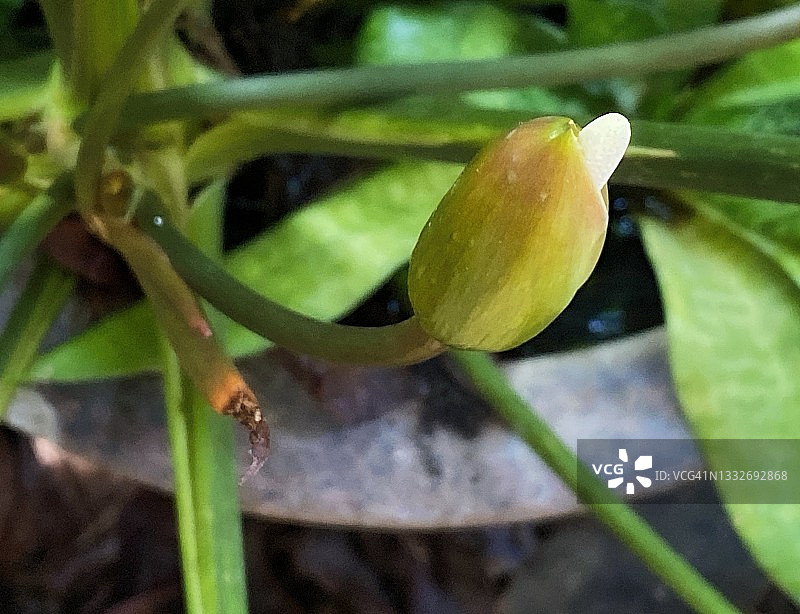 香胶树花之美图片素材