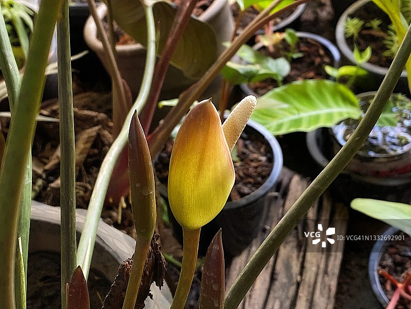 香胶树花之美图片素材