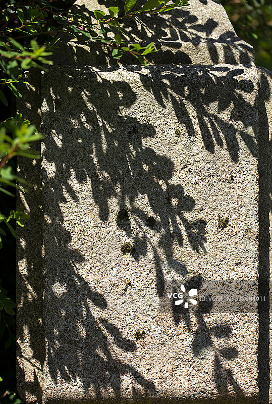 石墙上的植物阴影图片素材