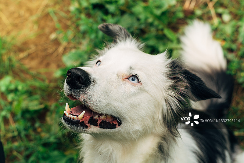 前景中的边境牧羊犬图片素材