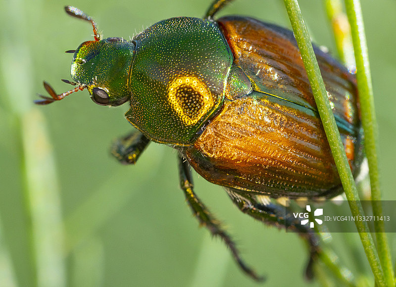 闪亮绿色和金色甲虫，带闪光外壳，微距图片素材