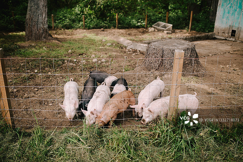 小型本地农场上的猪图片素材