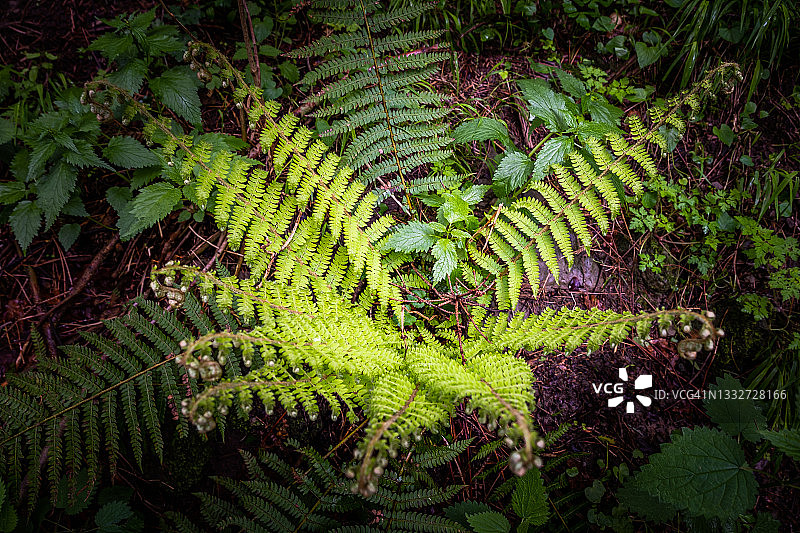 意大利佛罗伦萨圣皮耶罗-阿-谢韦之路图片素材