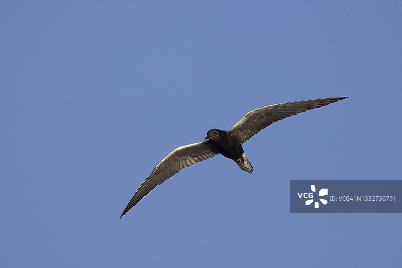飞行中的黑浮鸥成鸟图片素材