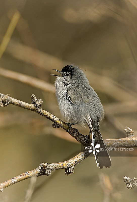 成年雄性黑尾蚋莺图片素材