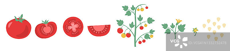 红色番茄合集图片素材