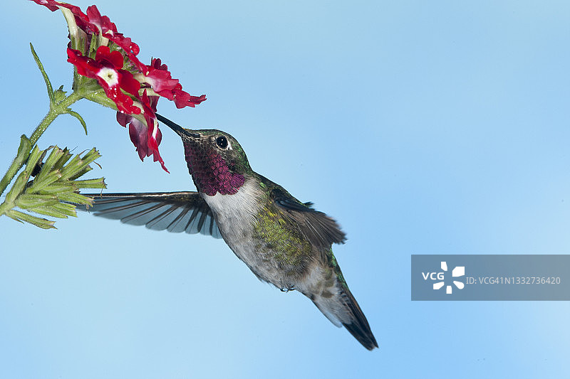 宽尾蜂鸟雄鸟飞行觅食花朵图片素材
