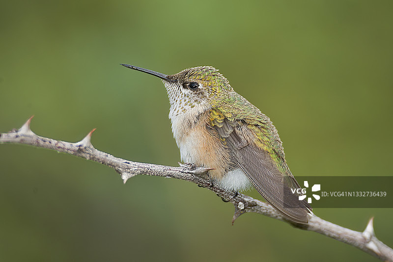 红喉北蜂鸟图片素材