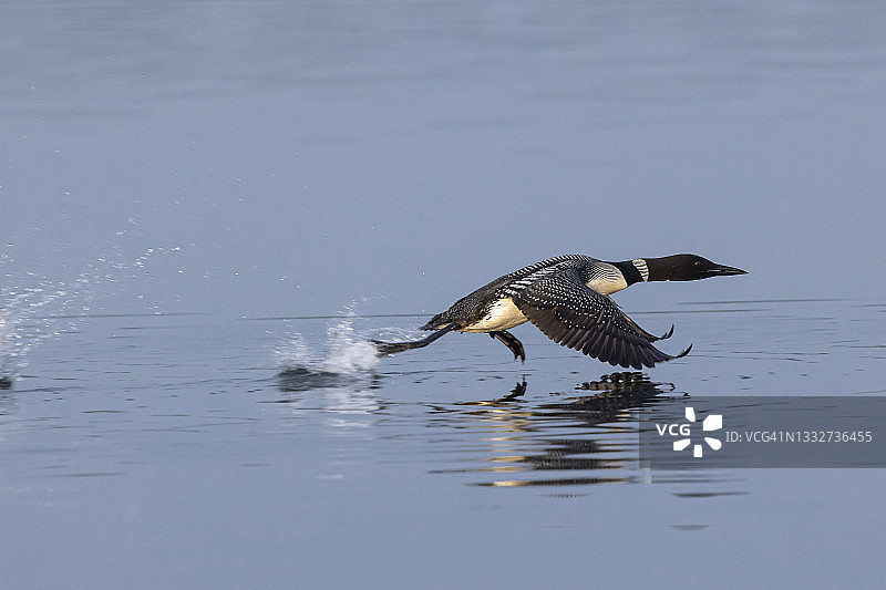 普通潜鸟：飞行、游泳、筑巢与幼鸟图片素材