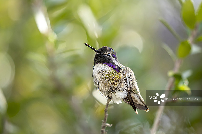 科斯塔蜂鸟（雄性）图片素材