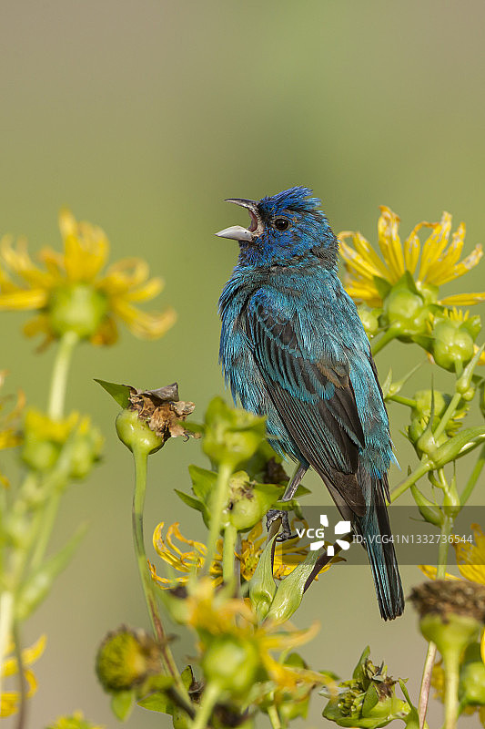 靛蓝彩旗鸟（雄性）图片素材