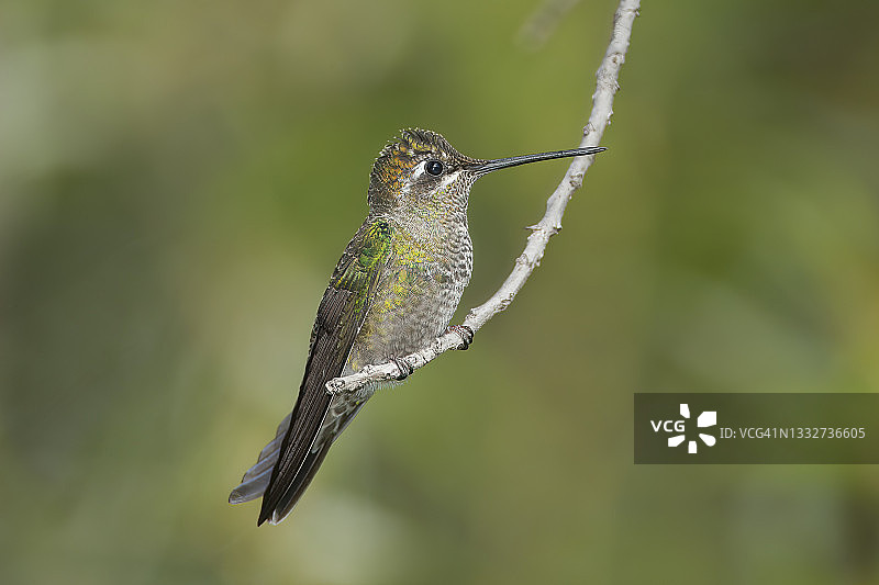 里沃利蜂鸟（雌性）图片素材