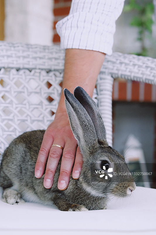 宠物兔坐在阳台的沙发上，主人爱抚着它图片素材