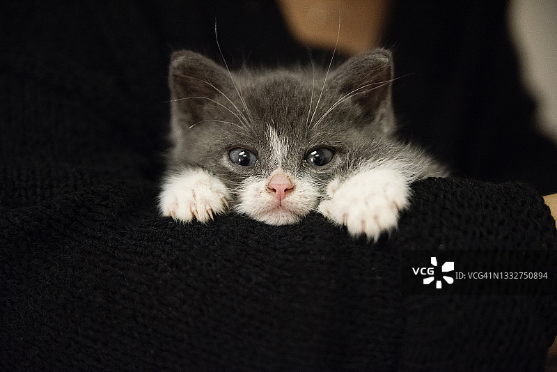 年轻女子怀抱中的可爱多趾小猫图片素材