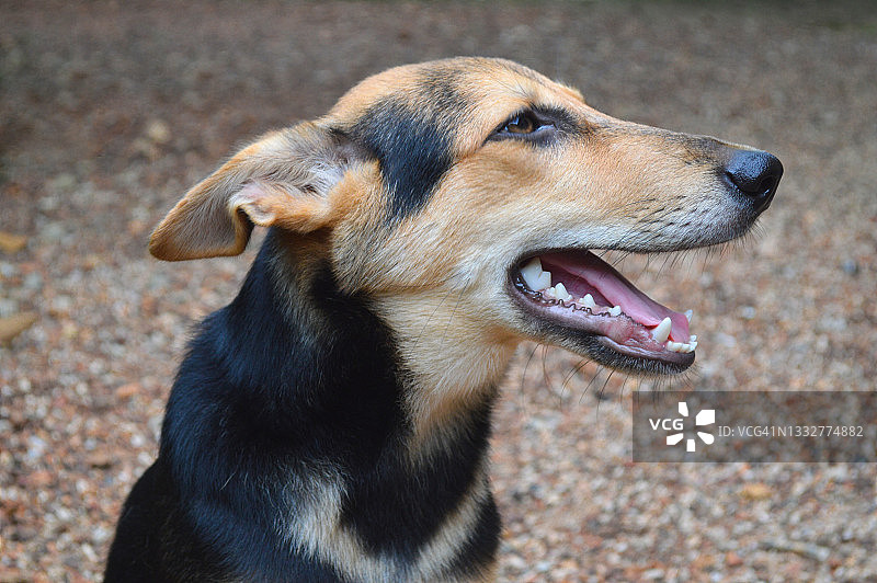 听话的狗图片素材