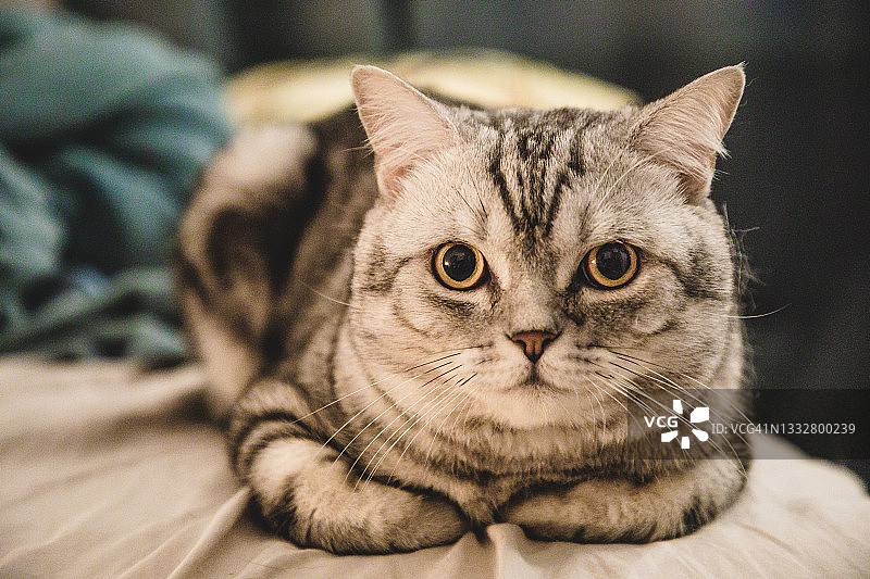 休息在床上的美国短毛猫图片素材