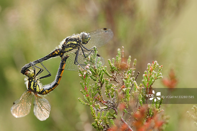 栖息在石楠花上的黑色箭蜓交配图片素材