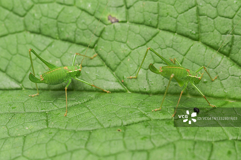 草甸叶片上的两只斑点灌木蟋蟀图片素材