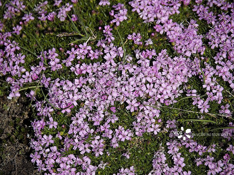 卢塞恩多山口开花的苔藓剪秋罗细节图片素材