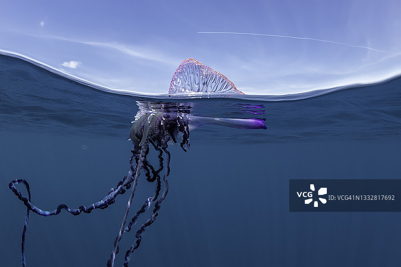 僧帽水母，大西洋，皮库岛，亚速尔群岛图片素材