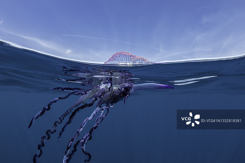 僧帽水母，大西洋，皮库岛，亚速尔群岛图片素材