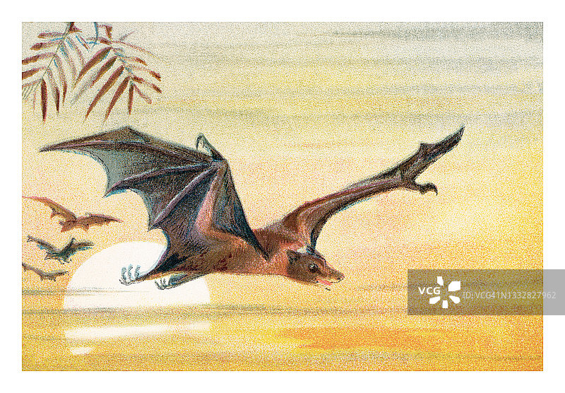 古老的巨型蝙蝠雕刻插图图片素材