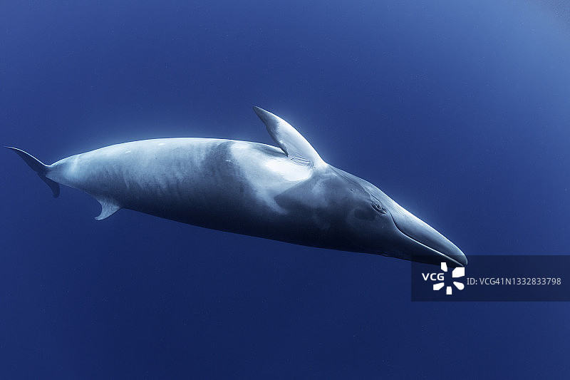 小须鲸倒立，澳大利亚昆士兰大堡礁图片素材