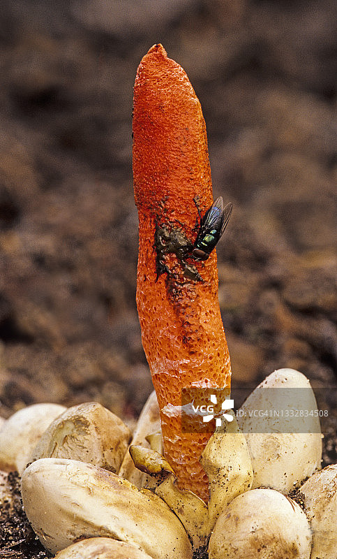 犬 stinkhorn（Mutinus ravenelii）真菌显示苍蝇传播孢子图片素材