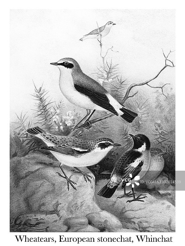 鸟类学古老雕刻插图:Whinchat (Saxicola rubetra), Wheatear (Oenanthe oenanthe), European stonechat (Saxicola rubicola)图片素材
