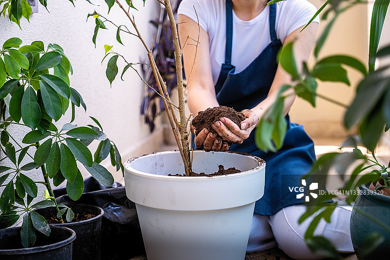 年轻女人在阳台上照料植物图片素材