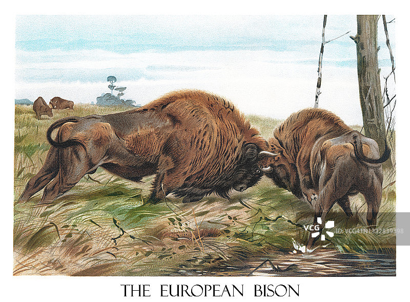 欧洲野牛骨骼古董雕刻插图图片素材