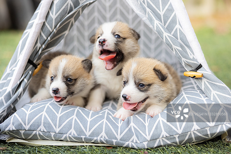 威尔士柯基犬幼犬躺在帐篷里图片素材