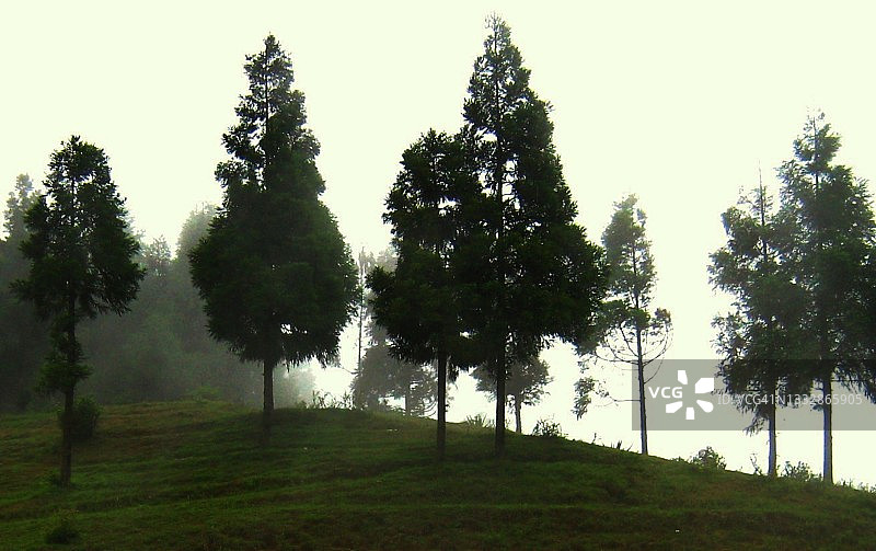 雾中的美丽松树，大吉岭，印度图片素材