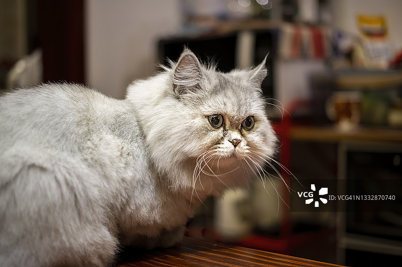 英国白色短毛家猫的日常生活图片素材