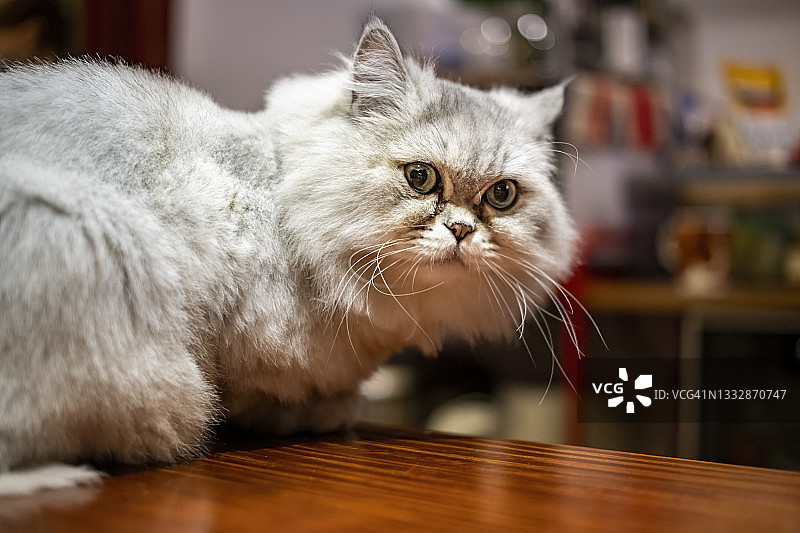 英国白色短毛家猫的日常生活图片素材