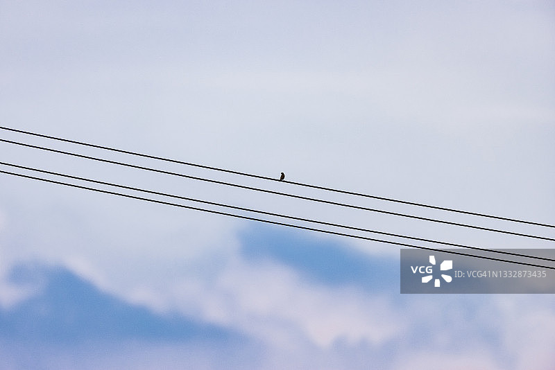 麻雀栖息在电力线上，天空背景图片素材