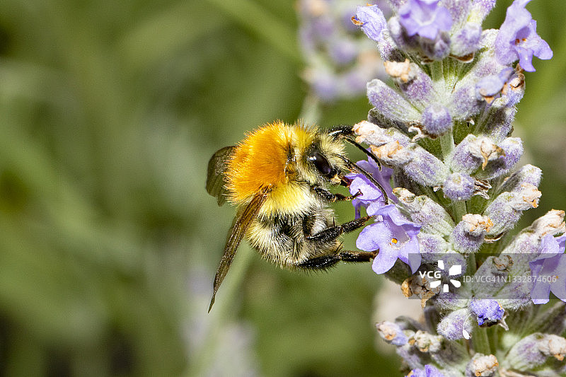 熊蜂（Bombus）图片素材