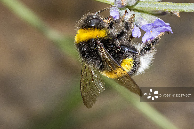 熊蜂（Bombus）图片素材