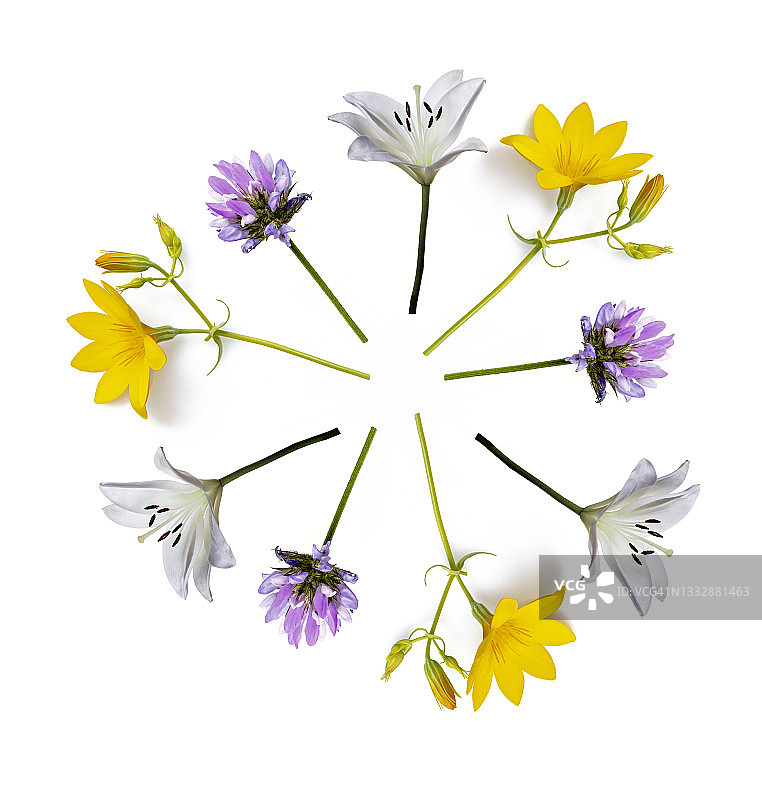 白色背景上的野花形成一个圆圈图片素材