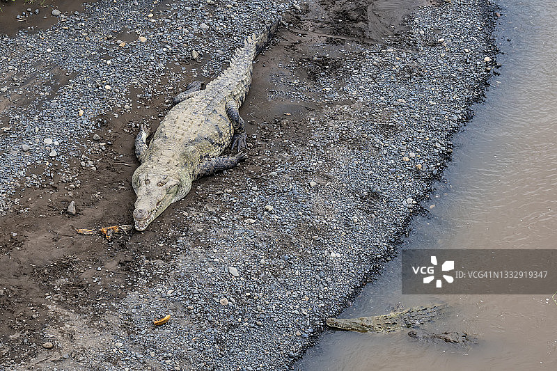 哥斯达黎加河岸上的美洲鳄图片素材