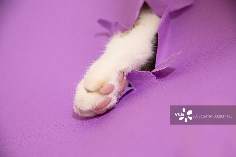 猫爪从洞里伸出图片素材