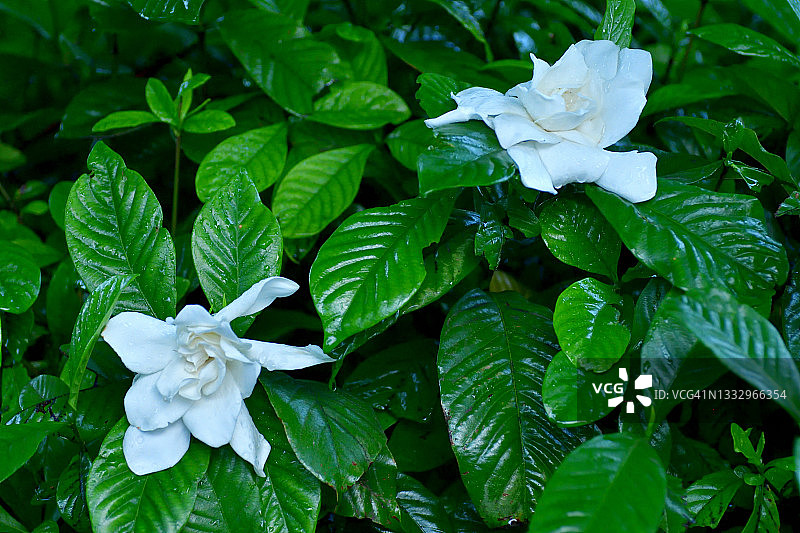 栀子花图片素材