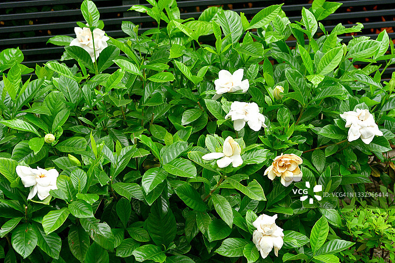 栀子花图片素材