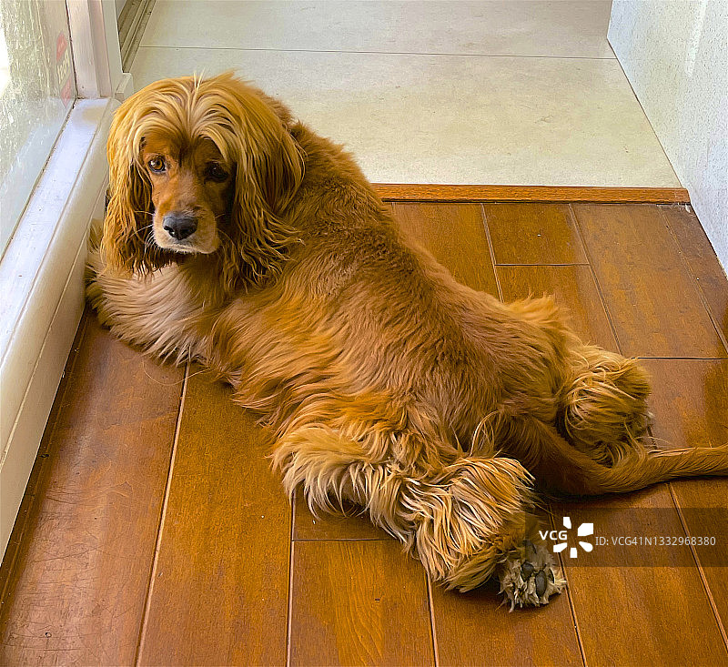 狗狗悲伤地看着观众图片素材