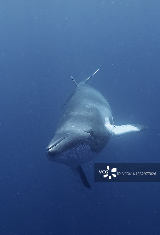 小须鲸，大堡礁，澳大利亚昆士兰州图片素材