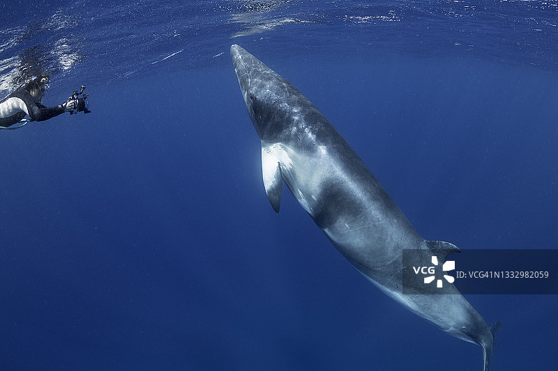 小须鲸靠近潜水员，澳大利亚昆士兰州大堡礁图片素材